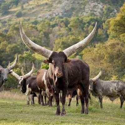 Nala33557608's profile picture. I'm truck operator, fun guy, love being around new people and always interested in travelling to New places. Hustle in May ways, dreamer. Spiritual guy !!!