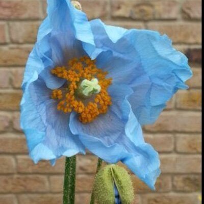 fedupfish's profile picture. Mum, wife, volunteer, organiser. Centre right politically but never before have I felt that there’s no-one party worth voting for. I’m fearful for the future .