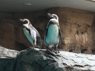 motost24's profile picture. パートナーと2人暮らし。目的地なしにぶらぶらと散歩しながら色々考える時間が好き。神田の名が付く場所を中心に新橋～上野にいることが多い。

※プロフィールのペンギンの写真は長崎ペンギン水族館で撮影したものです。