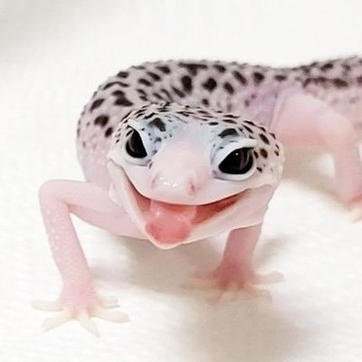 レオパもち Reopamochi Twitter レオパもち Reopamochi Twitter