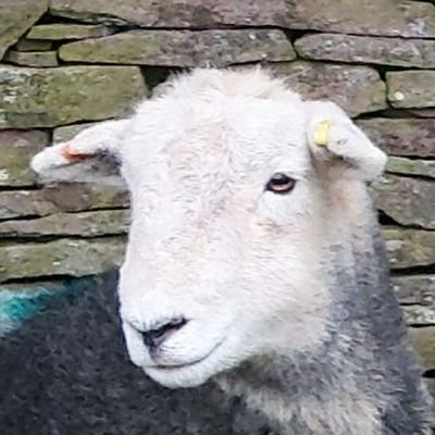 Moves sheep from here to yonder, tweets about autism, herdwick  sheep, agricultural law and rag doll cats…