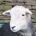 Lydia Fotheringham (@lydiafotheringh) Twitter profile photo Lydia Fotheringham (@lydiafotheringh) Twitter profile photo