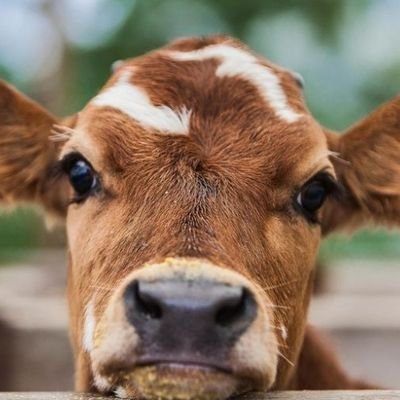 Just another day in the pasture hanging with my bestie How Now Brown Cow.  I know what you all did to a dear friend. Cows never forget.....