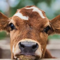 Devin Cow's Brown Cousin(@cow_cousin) 's Twitter Profile Photo