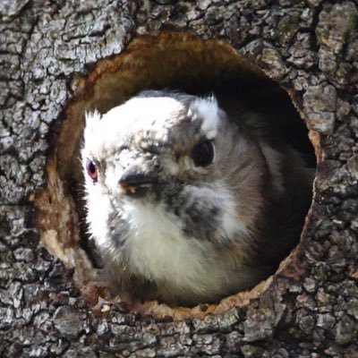 始まりはスマホで撮った豆粒みたいなカワセミ😅 🐥 ツレとの休日散歩撮りのため在庫から身近な鳥さんをお届けします。 ほんのちょっとでもお愉しみ頂けると嬉しいです😊     失礼あればお許し下さい。