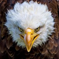 Bison Guard (@buffaloguard) 's Twitter Profile Photo Bison Guard (@buffaloguard) 's Twitter Profile Photo