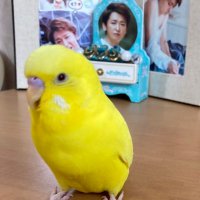 さとりな (@stoshirina) 's Twitter Profile Photo