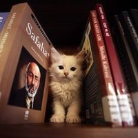 Entre maullidos🐈 y libros📚 (@ungatoletrado) 's Twitter Profile