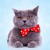 Carl the Chameleon Cat (@chameleoncat2) Twitter profile photo Carl the Chameleon Cat (@chameleoncat2) Twitter profile photo