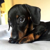 Dachshund Heaven USA (@dachshund_usa) 's Twitter Profile Photo Dachshund Heaven USA (@dachshund_usa) 's Twitter Profile Photo