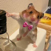 ハムスター情報局 (@hamster__info) 's Twitter Profile Photo ハムスター情報局 (@hamster__info) 's Twitter Profile Photo