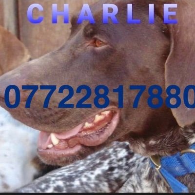 I am a male adult German Short Haired Pointer (GSP) & i went missing while on a walk in the Warwick Rd area of Carlisle CA1 on 21/12/2021