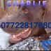 Have You SEEN Charlie? Missing Carlisle CA1 (@CharlieGSPCA1) Twitter profile photo