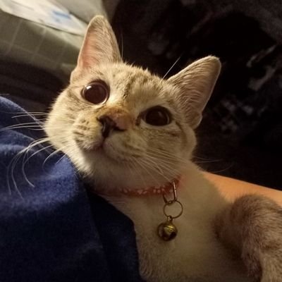 narkwan_'s profile picture. รักเธอแบบชุบแป้งทอด