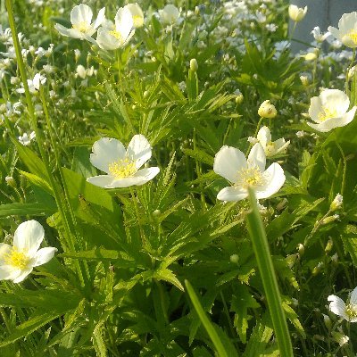 w_coeur's profile picture. 