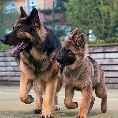 Germanshepherd Heaven