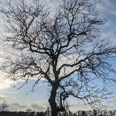 lovetrees2022's profile picture. Trees. Because they are beautiful. They give us life. Sharing all things tree & woods related. 
#LoveTrees for a retweet. 
💚🌳🌱🥬