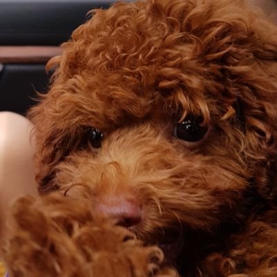 akaIncxl's profile picture. i tweet some random crap sometimes