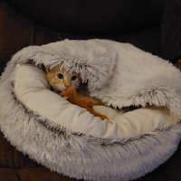 Gianetta Palmer (@gianettapalmer) 's Twitter Profile