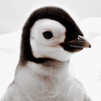 The BCS Pierogi Penguin | SaulSweep2023(@DividingByZer0s) 's Twitter Profile Photo
