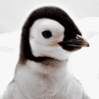 Pierogi Penguin (@dividingbyzer0s) 's Twitter Profile