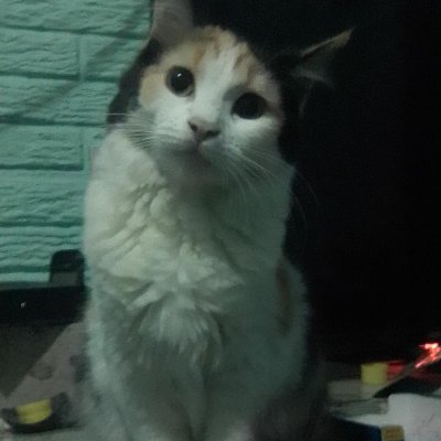 Lud "Jingiliani"さんのプロフィール画像