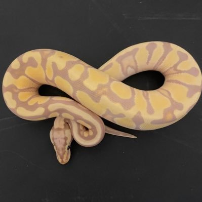 DCTreptiles's profile picture. Reptile enthusiast
