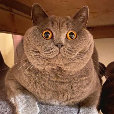 mapleleafcutie's profile picture. 