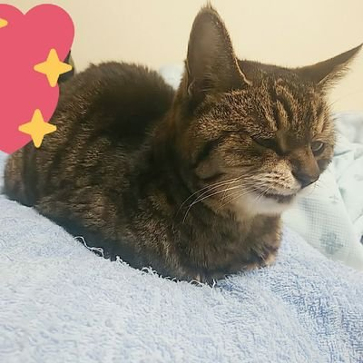 PPMMPP🍫だいぶ前に成人済。最近2次元から2.5次元に来ました。審神者。テニスの王子様、おおきく振りかぶって、キャラメルボックス、小野不由美、刀剣乱舞、弱虫ペダルが好きです。洋の東西を問わず歴史も好きです。また猫と暮らしたい。
ツイログ
https://t.co/IfQovr83BS