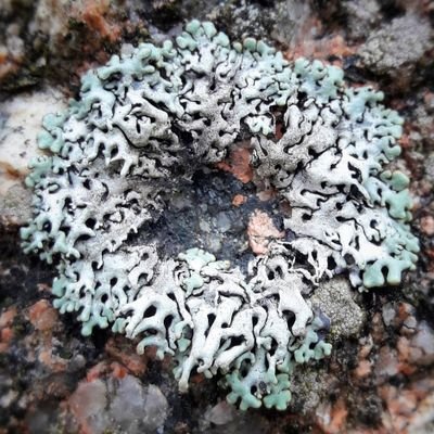 Daily posts about lichen biology and diversity on Instagram for 2022