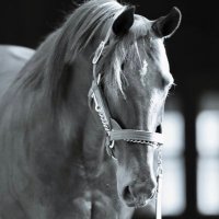Haras de Bouttemont (@harasbouttemont) 's Twitter Profile