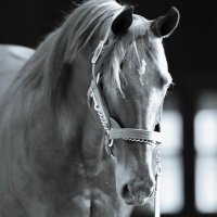 Haras de Bouttemont(@HarasBouttemont) 's Twitter Profile Photo