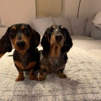 Haz (@haz2393) 's Twitter Profile