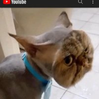 SS Stubacca (@ss_stubacca) 's Twitter Profile