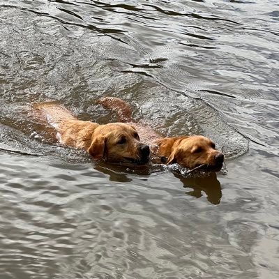 Pepper - 🦊 Red Lab - Loves the countryside and water, Oscar - 🦊 Red Lab/Retriever X - Mischievous withdrawn Guide Dog who’s loving retirement.