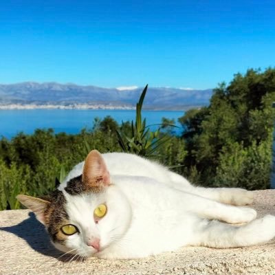 Family of 15 wild cats in Corfu, adopted a  caretaker from Yorkshire. 🐈 ❤️ chicken dinners, strokes, sunbathing Author of Corfu: Cat Tales under Lockdown🇪🇺