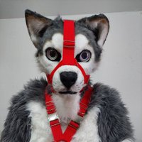 SkyHusky(@SkyHuskyAD) 's Twitter Profileg