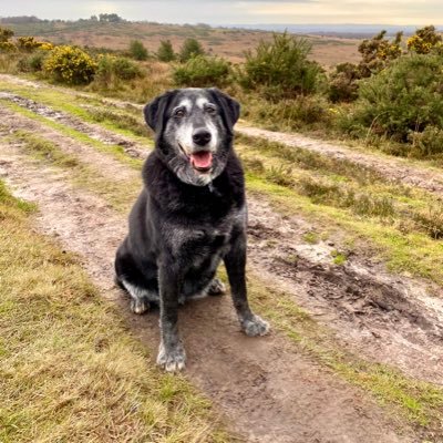 I’m a 15 year old Collie cross Labrador rescued from Ireland as a Puppy and everyday my humans remind me how lucky I am🙄. I think it’s the other way round😀