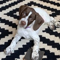Lori Toombs (@loritoombs) 's Twitter Profile