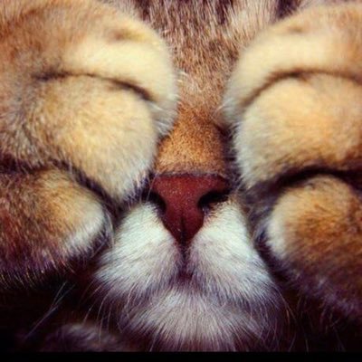 4site4x's profile picture. Price Action Trader