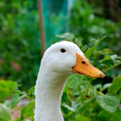 Justin_C_Austin's profile picture. Chasing simplicity