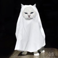 قط! (@ii86oo) 's Twitter Profile
