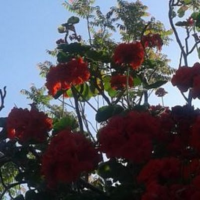 Aurelioleon16's profile picture. güello