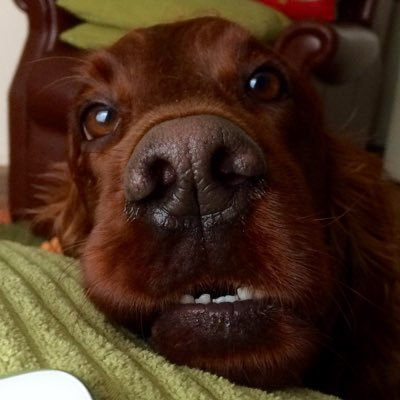 I’m a very friendly dog #dogsoftwitter #lovedogs #irishsetter