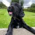 if Dan Carter was a very handsome spaniel (@carter_likedan) Twitter profile photo if Dan Carter was a very handsome spaniel (@carter_likedan) Twitter profile photo