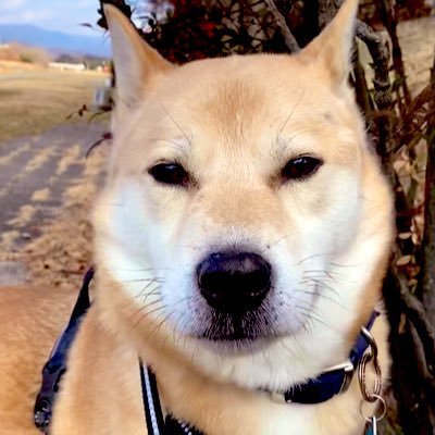 Toria015's profile picture. Avid student of Egyptology @UoMEgyptology and custodian to an adorkable Sasuke. Tweeting our ridiculous adventures & in our blog! follow us for more stories