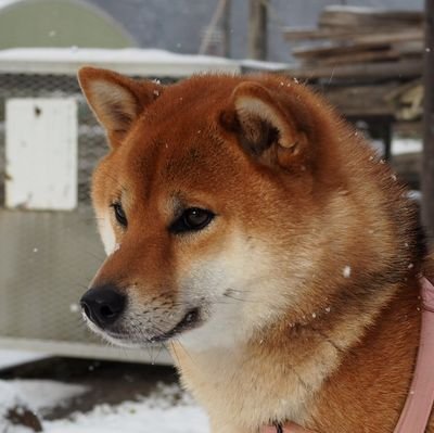 nonohime_shiba Profile Picture