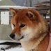 柴犬ののの (@nonohime_shiba) Twitter profile photo 柴犬ののの (@nonohime_shiba) Twitter profile photo