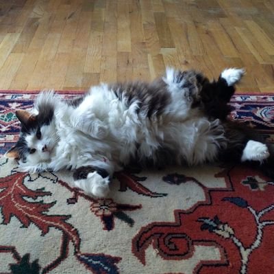 Courtroversy's profile picture. 