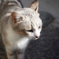 わっふる📷 (@waffle_dayo) 's Twitter Profile
